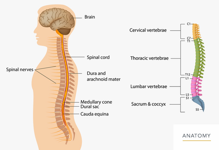 Back-and-Lumbar-Anatomy