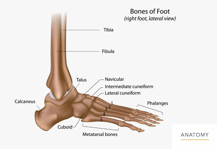Bones-of-The-Foot