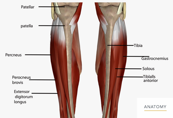 leg anatomy calf – lower leg anatomy diagram – Six0wllts