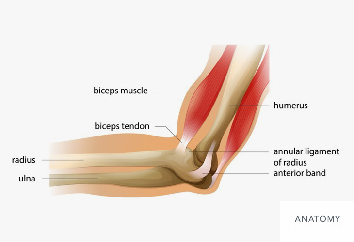 Elbow-Anatomy