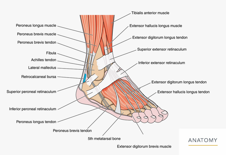 Foot-and-Ankle-Anatomy