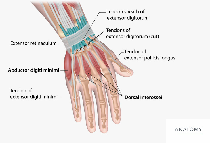 Hand-Wrist-Anatomy