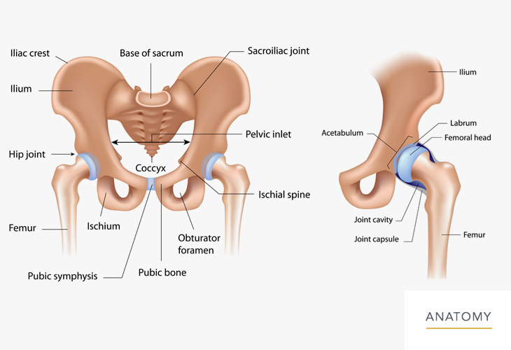 Hip-Anatomy