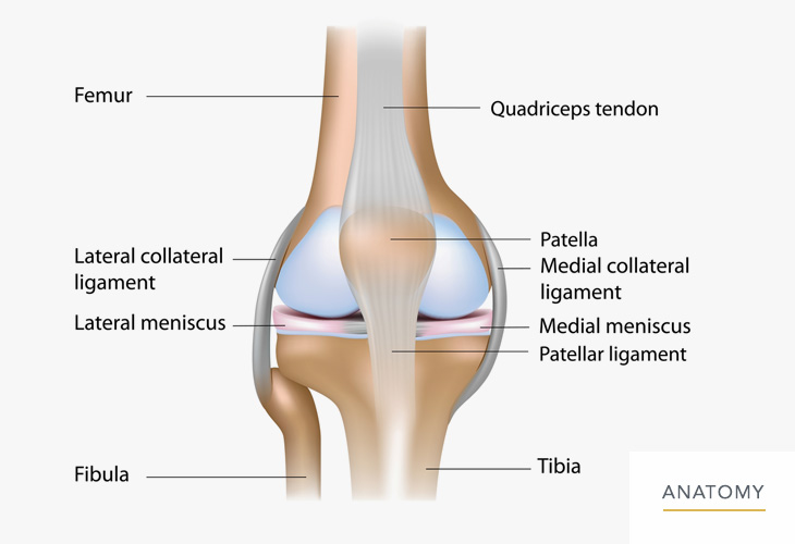 Knee-Anatomy