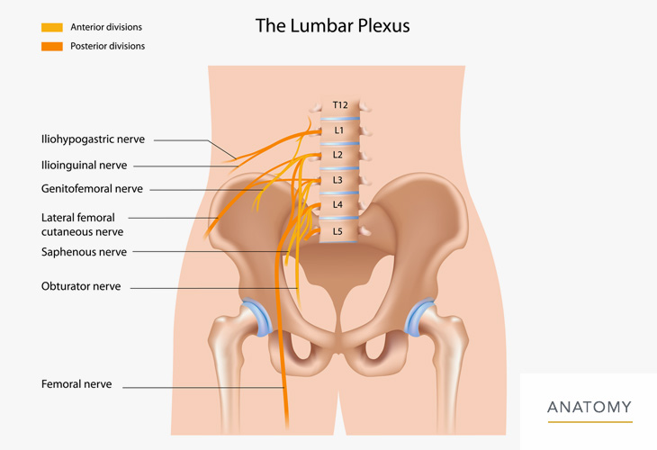 Lumbar-Anatomy