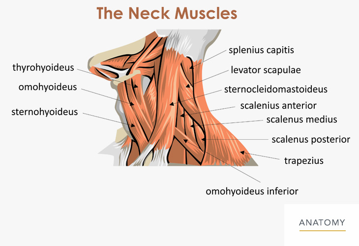 Neck-Anatomy