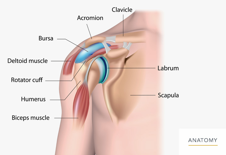 Shoulder-Anatomy